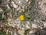 Scorzonera turkeviczii
