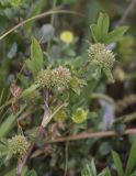 Trifolium glomeratum. Верхушка побега с отцветающими соцветиями. Испания, Каталония, пров. Жирона, комарка Баш Эмпорда, муниципалитет Калонже, междурядье на винограднике. 04.05.2025.