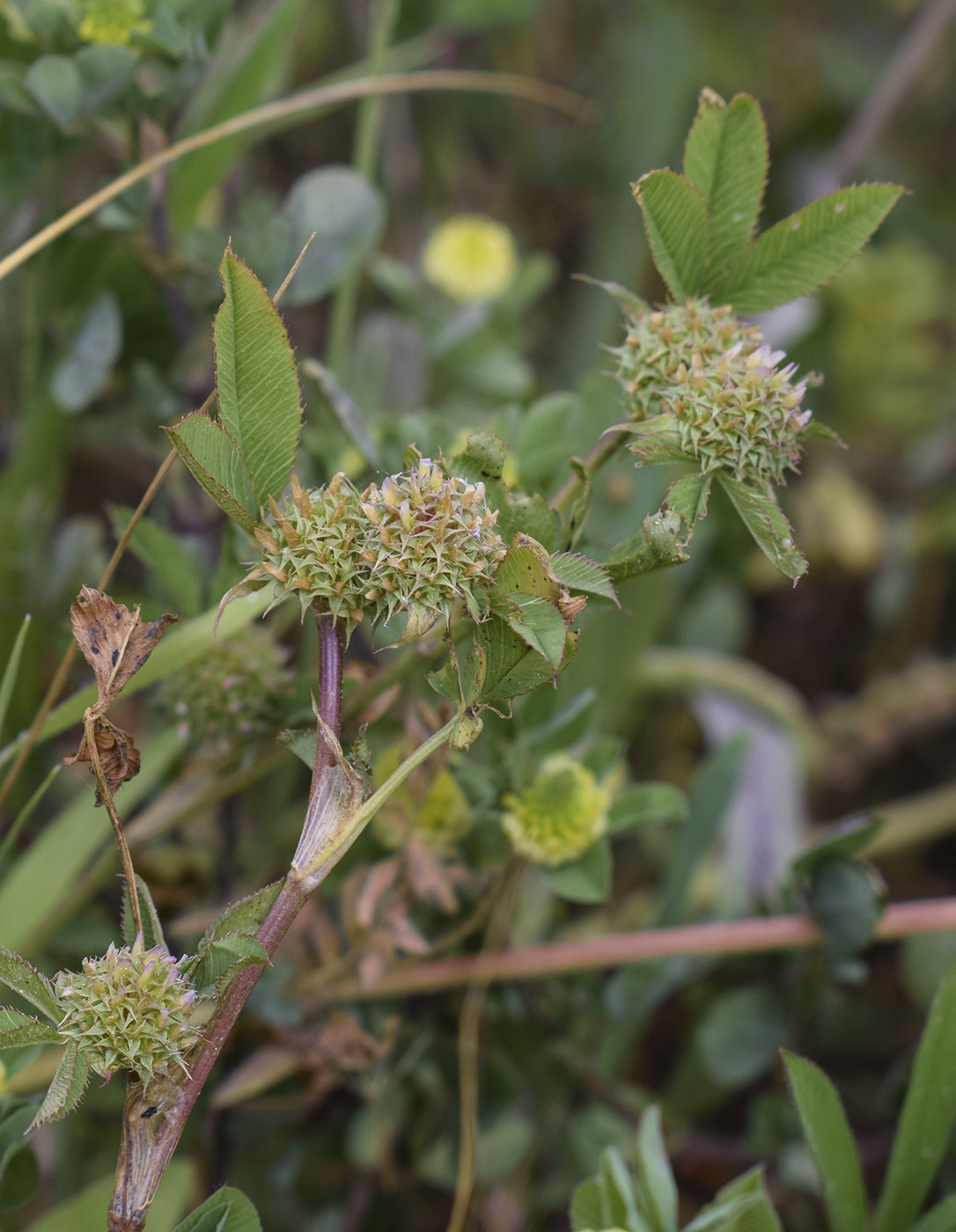 Image of Trifolium glomeratum specimen.