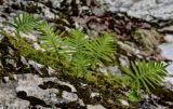 Polypodium cambricum. Спороносящие растения. Краснодарский край, Сочи, Хостинский р-н, Агурское ущ., на скале. 14.03.2025.