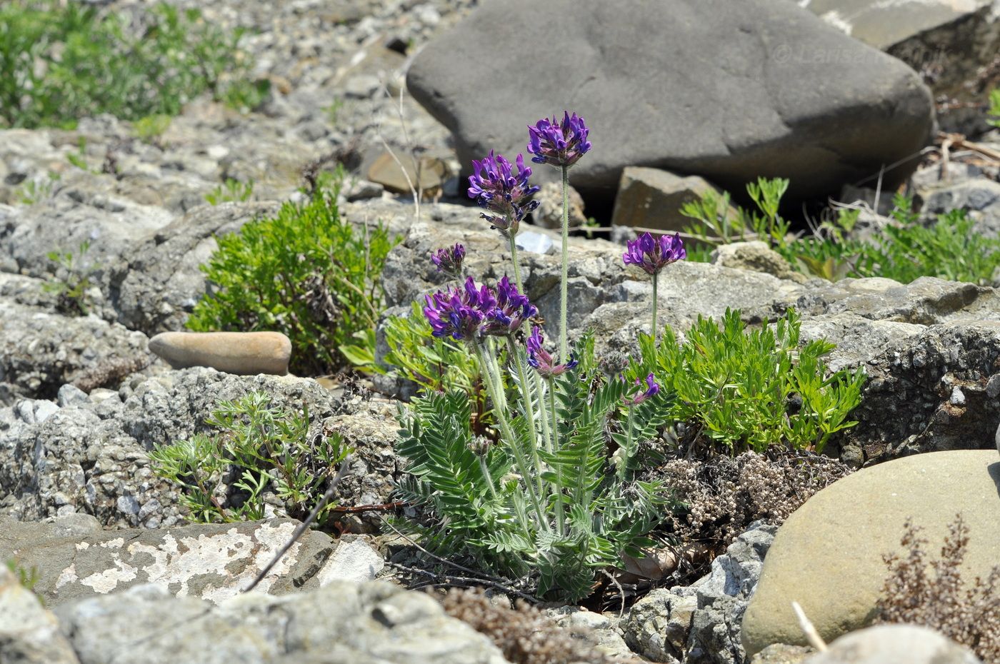 Image of Oxytropis ruthenica specimen.