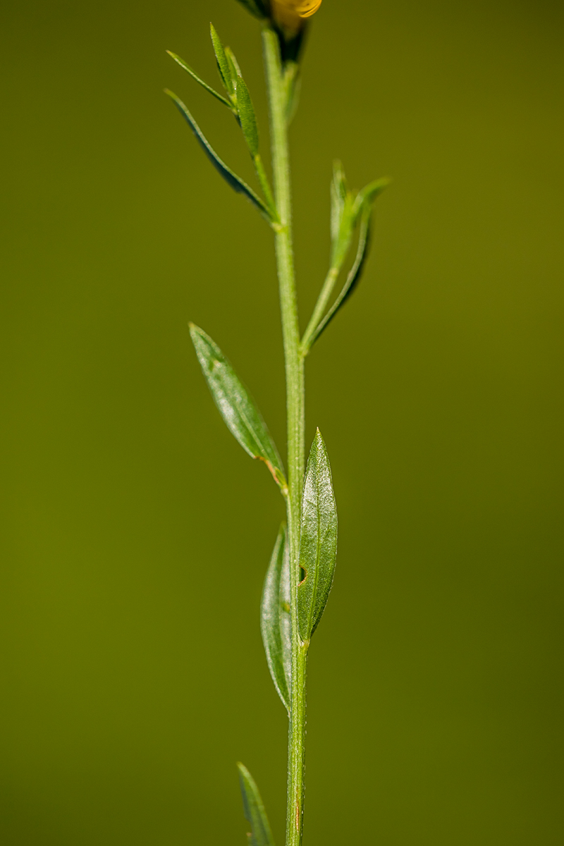 Image of genus Genista specimen.