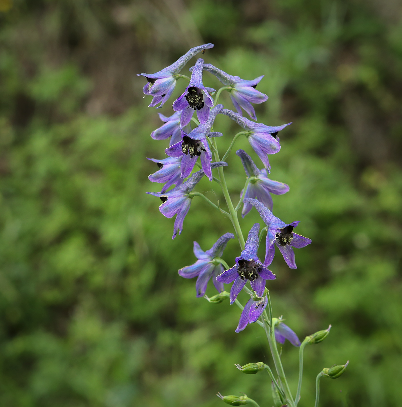 Изображение особи Delphinium elatum.
