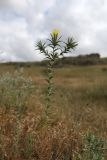 Carthamus lanatus. Цветущее растение. Крым, Симферопольский р-н, окр. с. Живописное, дол. р. Чуюнча, степь. 22 июня 2025 г.
