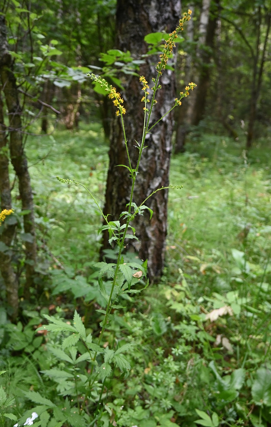 Изображение особи Agrimonia pilosa.