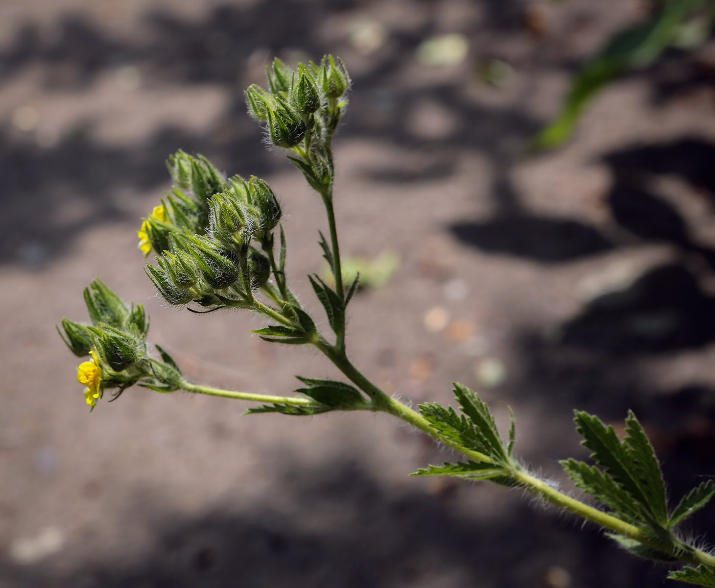 Image of Potentilla recta specimen.