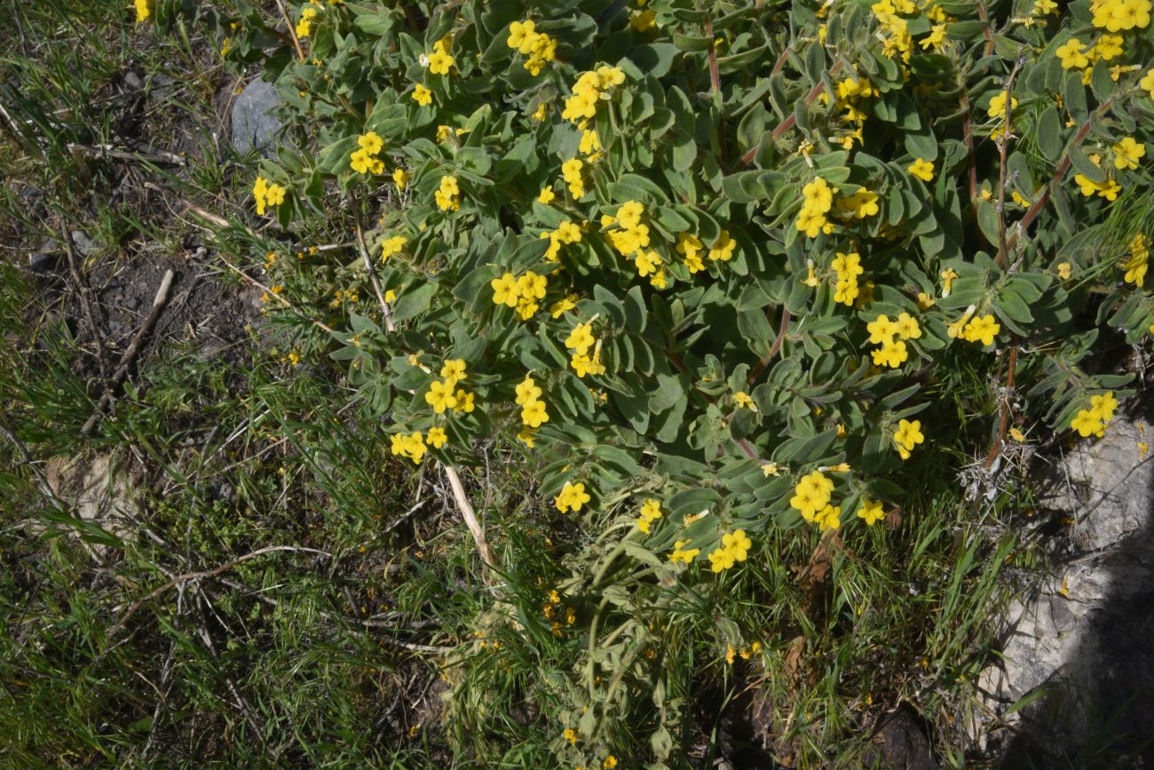 Image of Alkanna orientalis specimen.