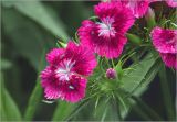 Dianthus barbatus