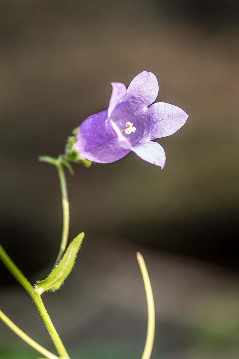 Изображение особи Campanula komarovii.