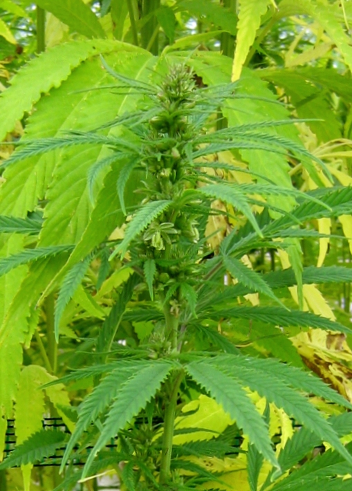 Image of genus Cannabis specimen.