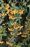 Pyracantha crenulata