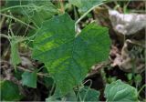 Melothria scabra. Лист. Московская обл., Раменский р-н, окр. дер. Хрипань, садовый участок. 14.09.2025.