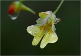 Impatiens parviflora