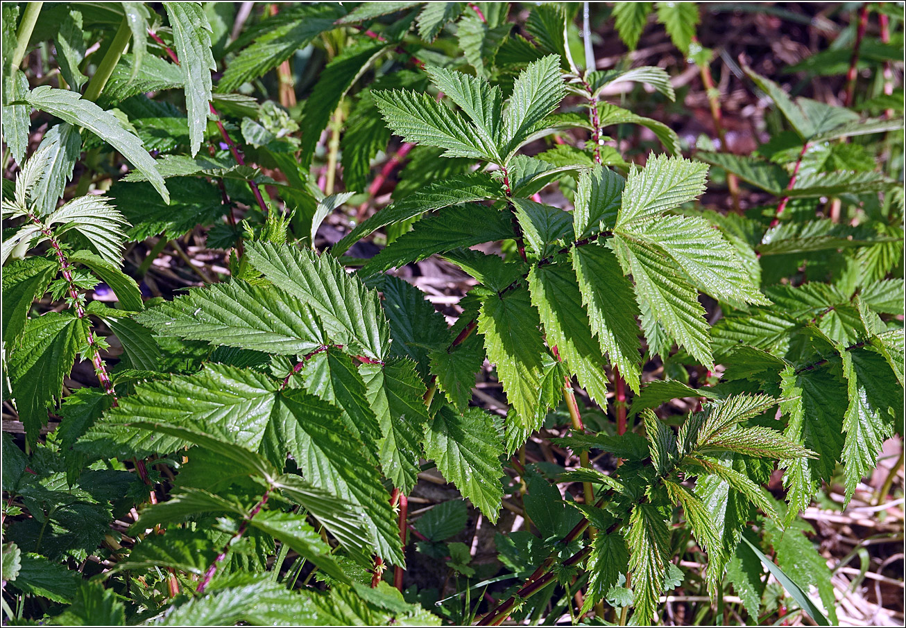 Изображение особи Filipendula ulmaria.