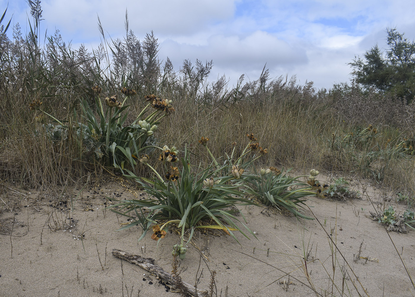 Image of Pancratium maritimum specimen.