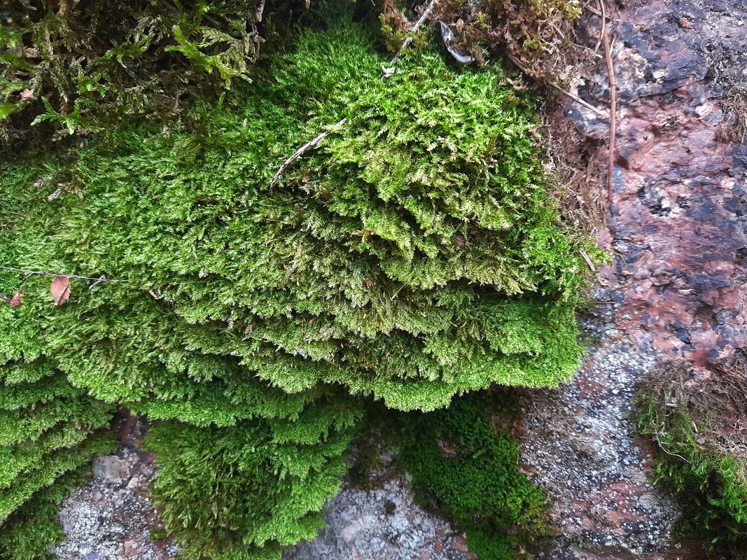 Image of class Bryopsida specimen.