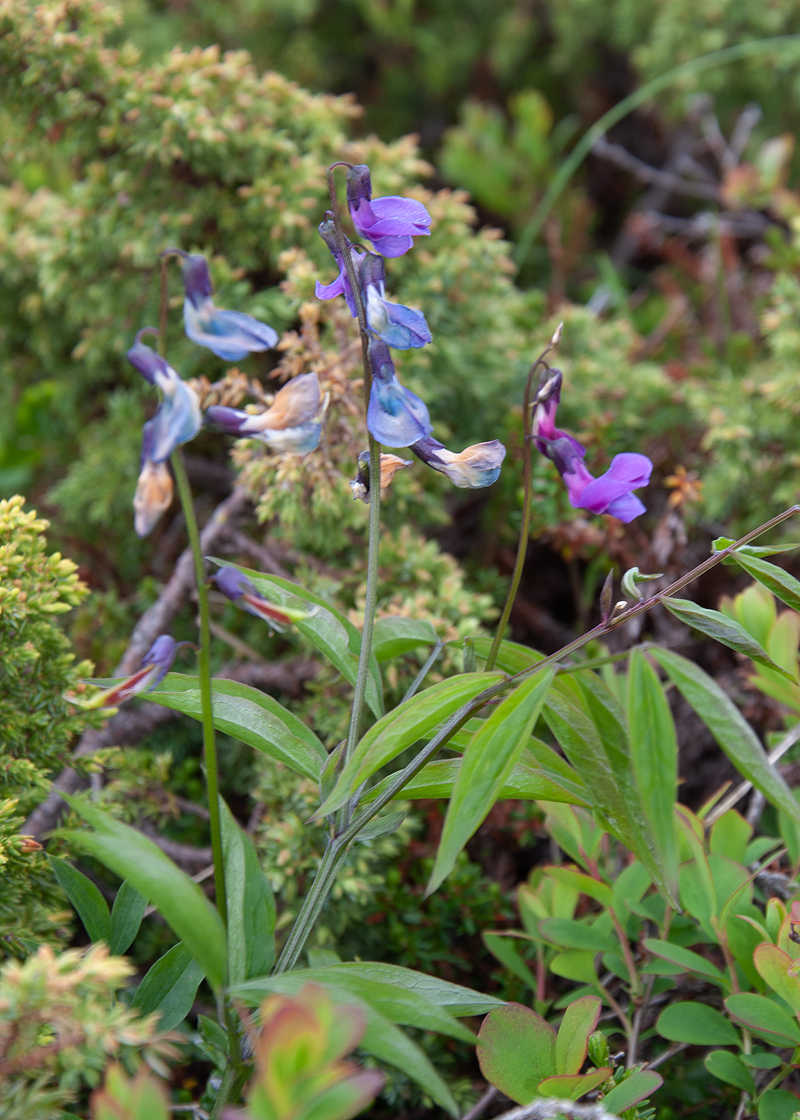 Изображение особи Lathyrus vernus.
