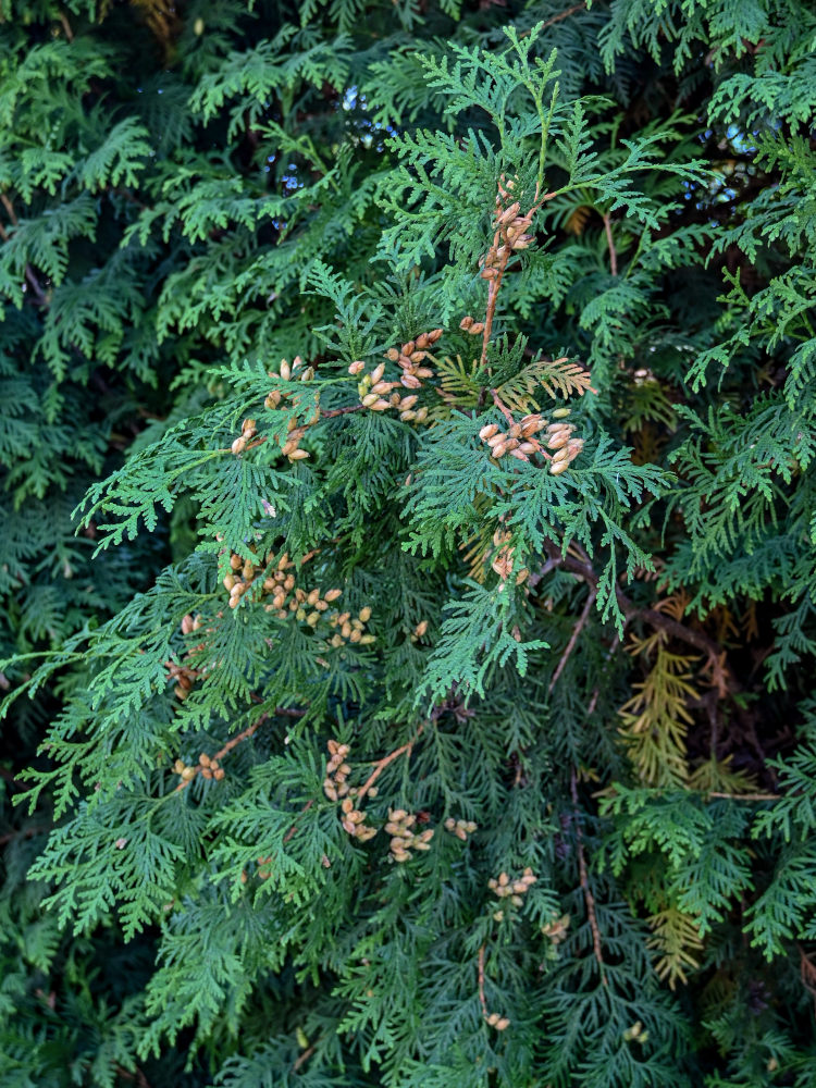 Image of Thuja occidentalis specimen.