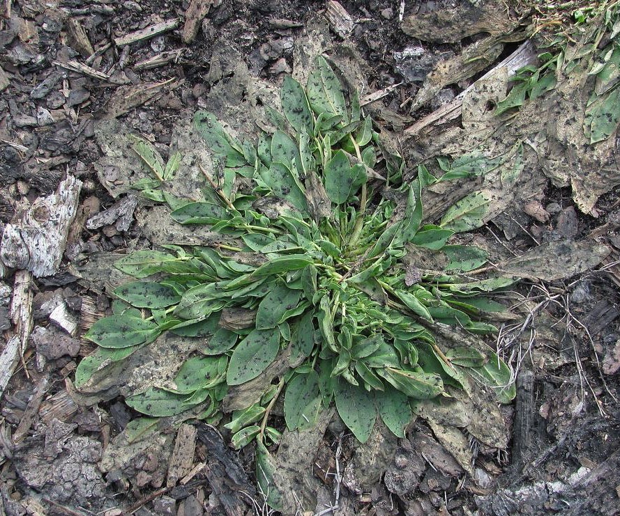Image of Anthyllis arenaria specimen.