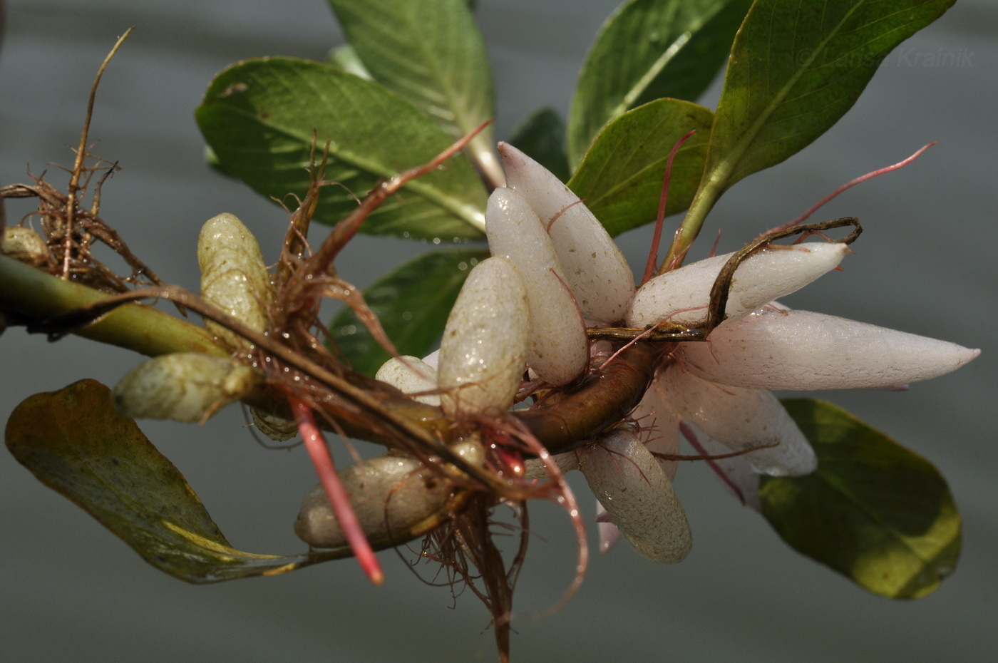 Image of Ludwigia adscendens specimen.