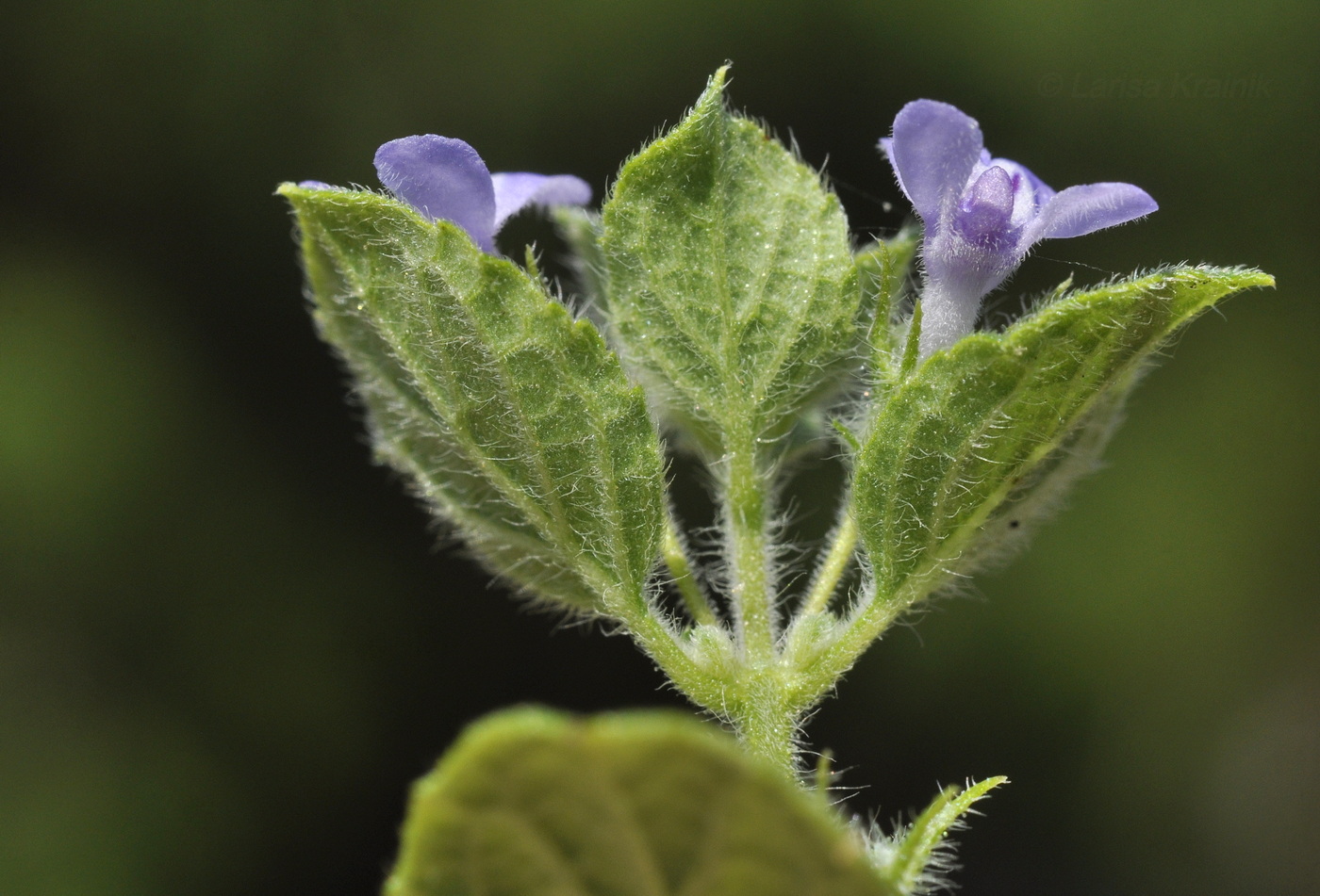 Image of Mesosphaerum suaveolens specimen.