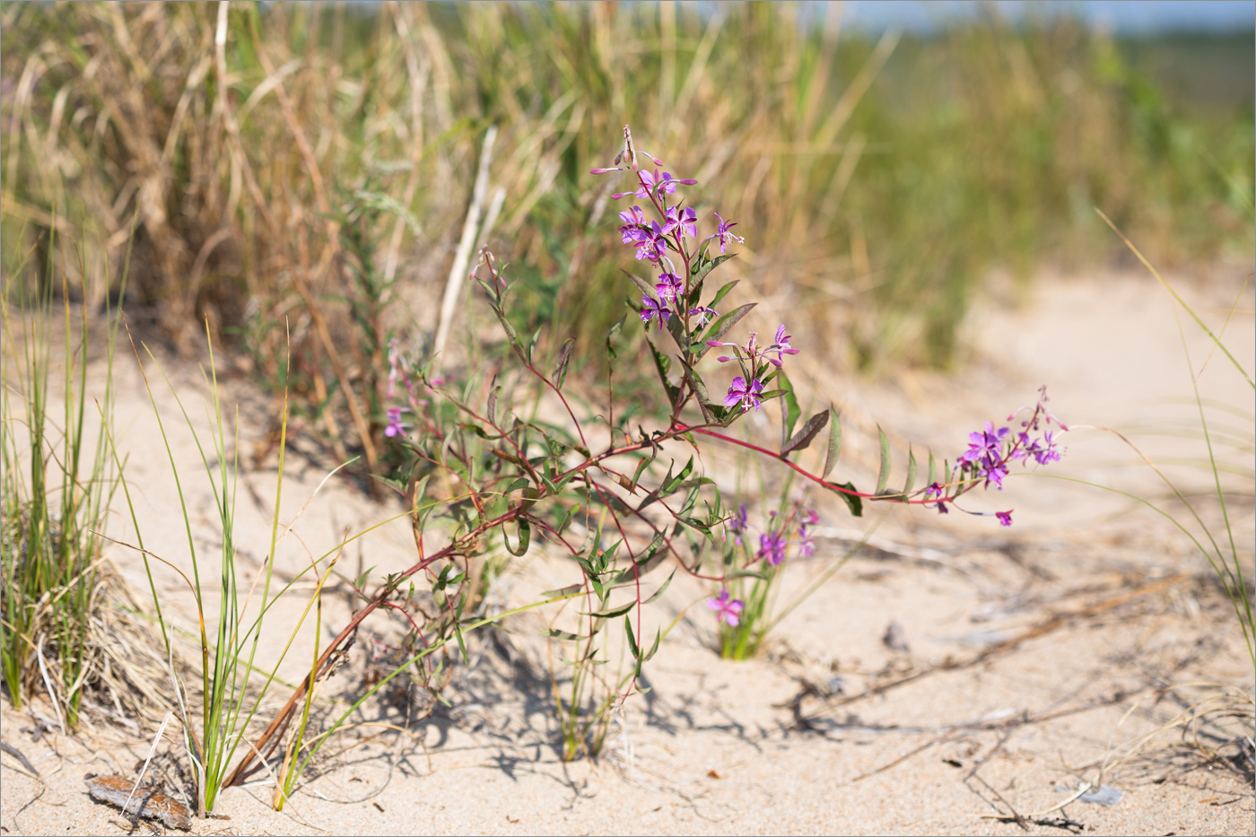 Изображение особи Chamaenerion angustifolium.