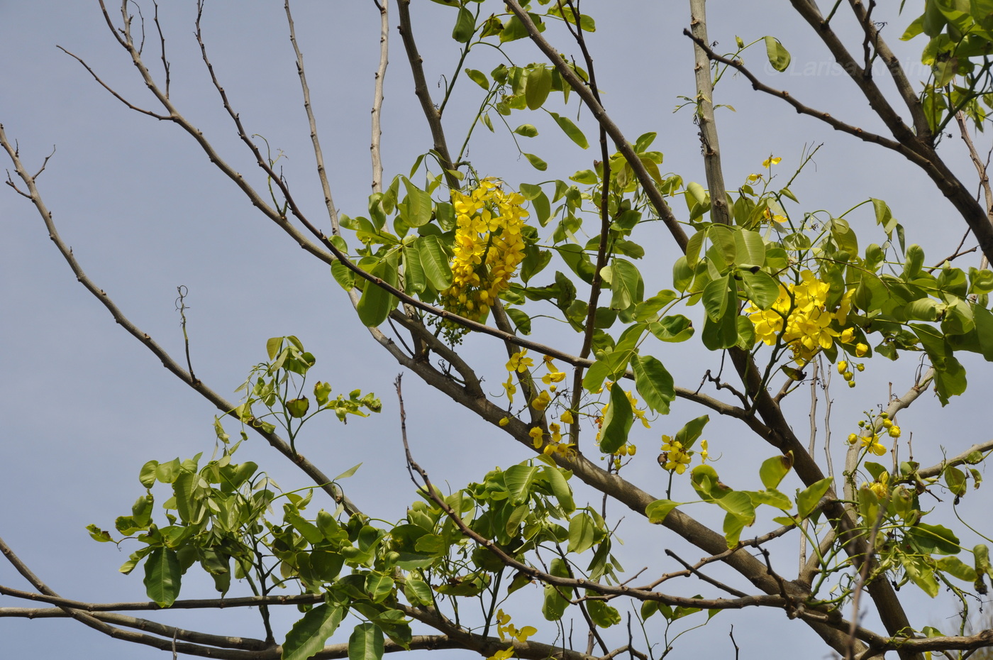 Изображение особи Cassia fistula.