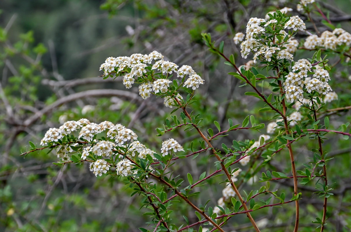 Изображение особи Spiraea canescens.