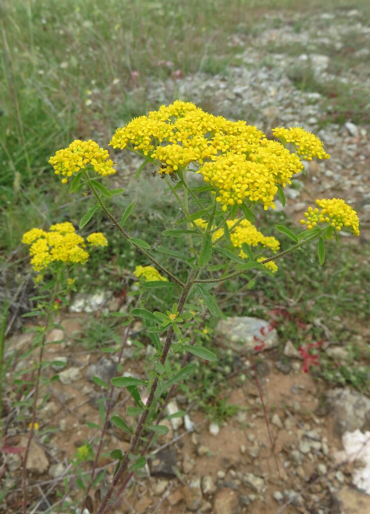 Image of Odontarrhena muralis specimen.