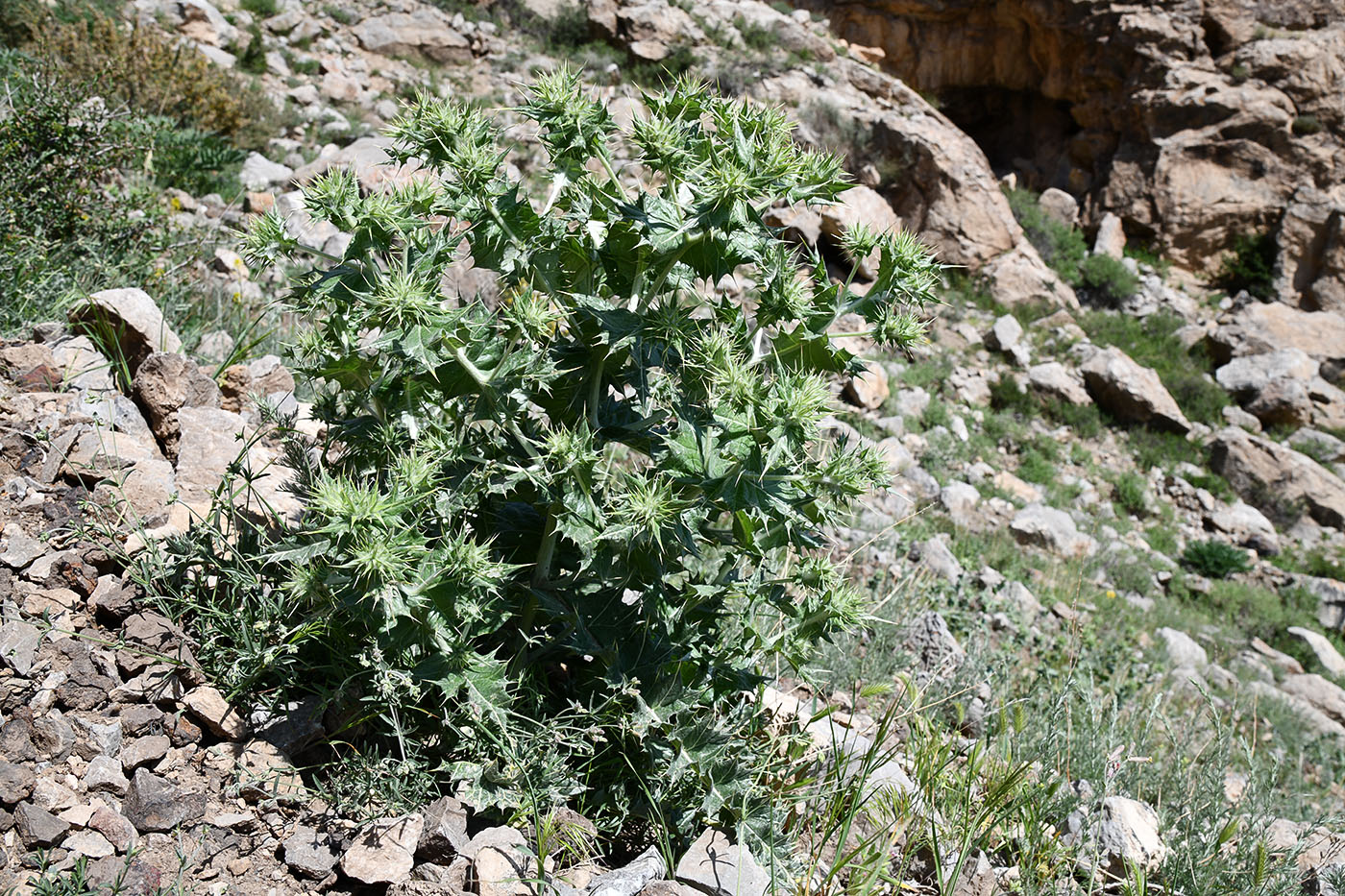 Image of genus Cousinia specimen.