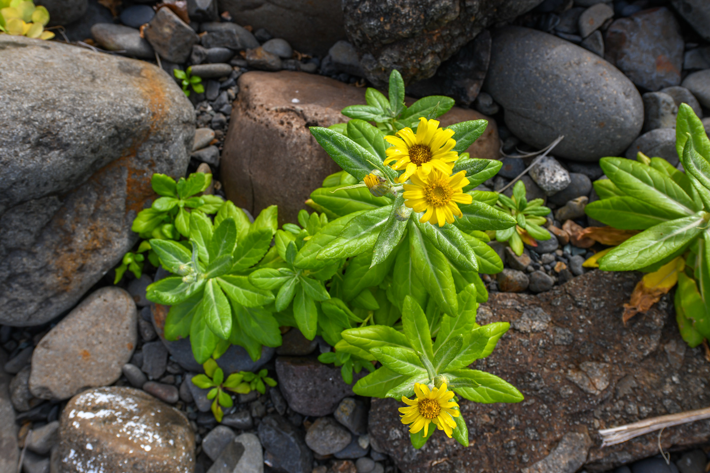 Изображение особи Senecio pseudoarnica.