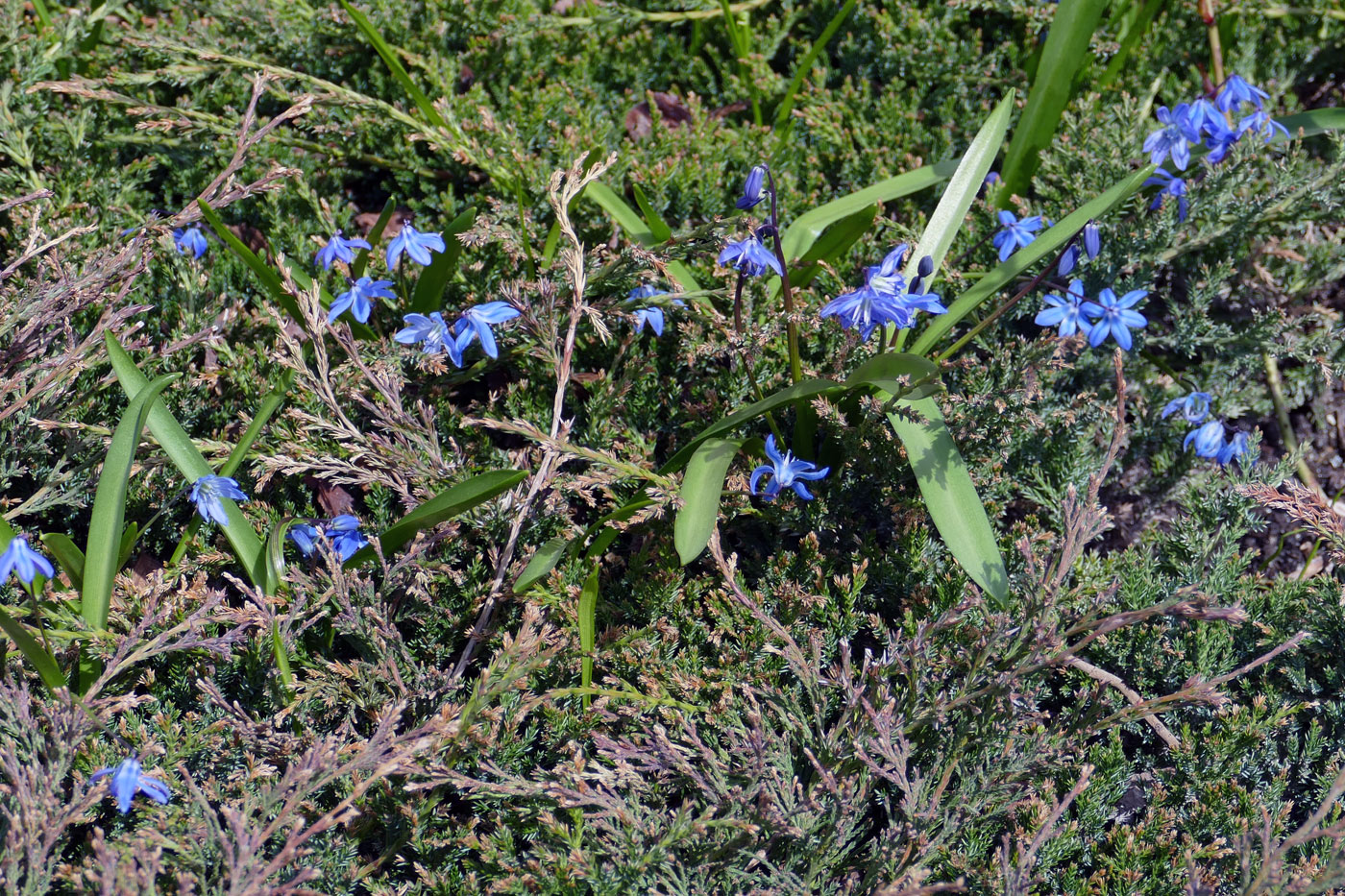 Изображение особи Scilla siberica.