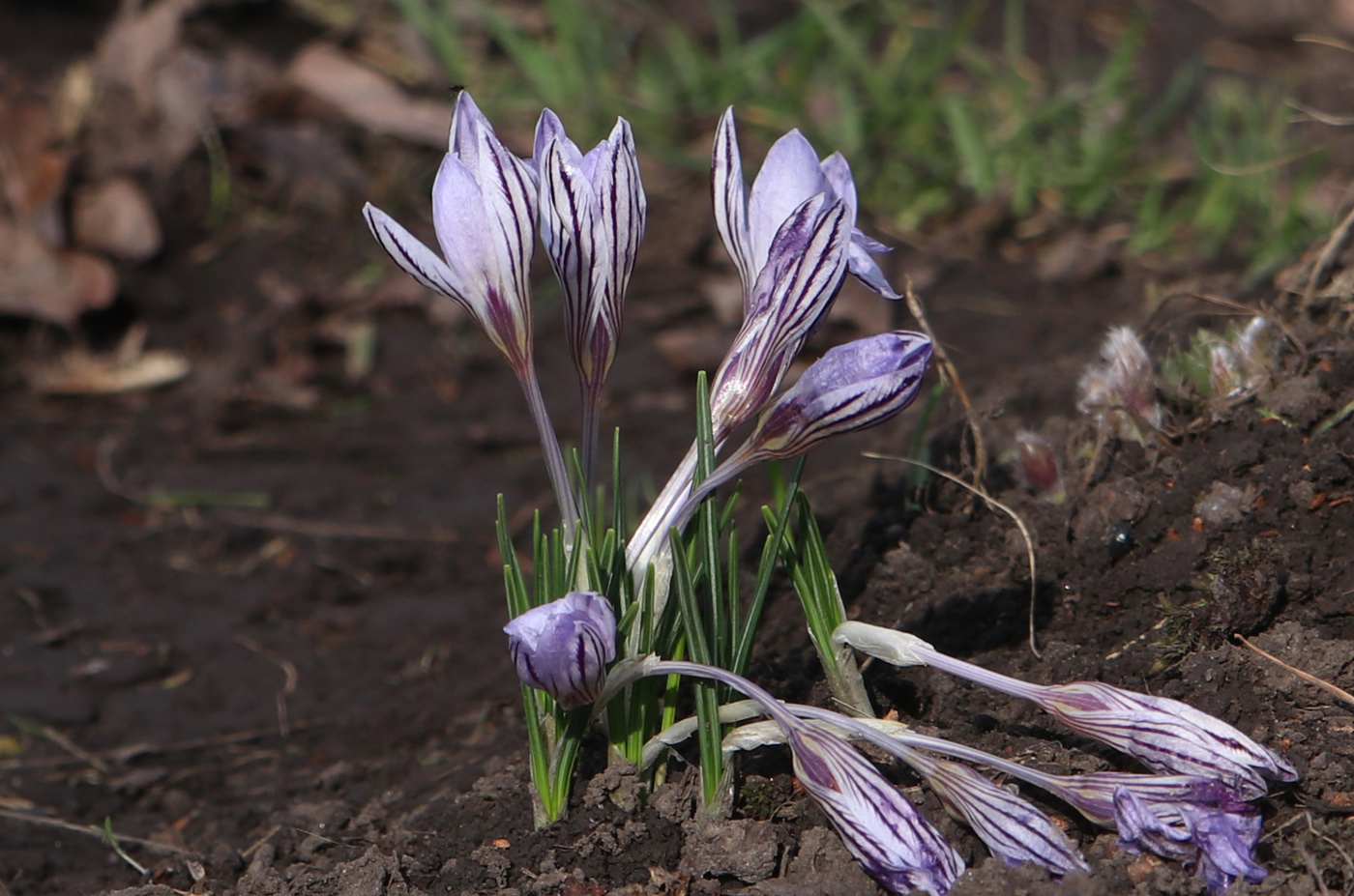 Изображение особи Crocus reticulatus.
