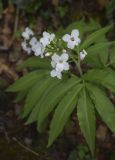 Cardamine pentaphyllos. Цветки и бутоны. Испания, Каталония, пров. Барселона, комарка Осона, муниципалитет Рупит-и-Пруит, теневой склон северной экспозиции, широколиственный лес, русло ручья на пересечении с дорожным полотном. 16.04.2026.