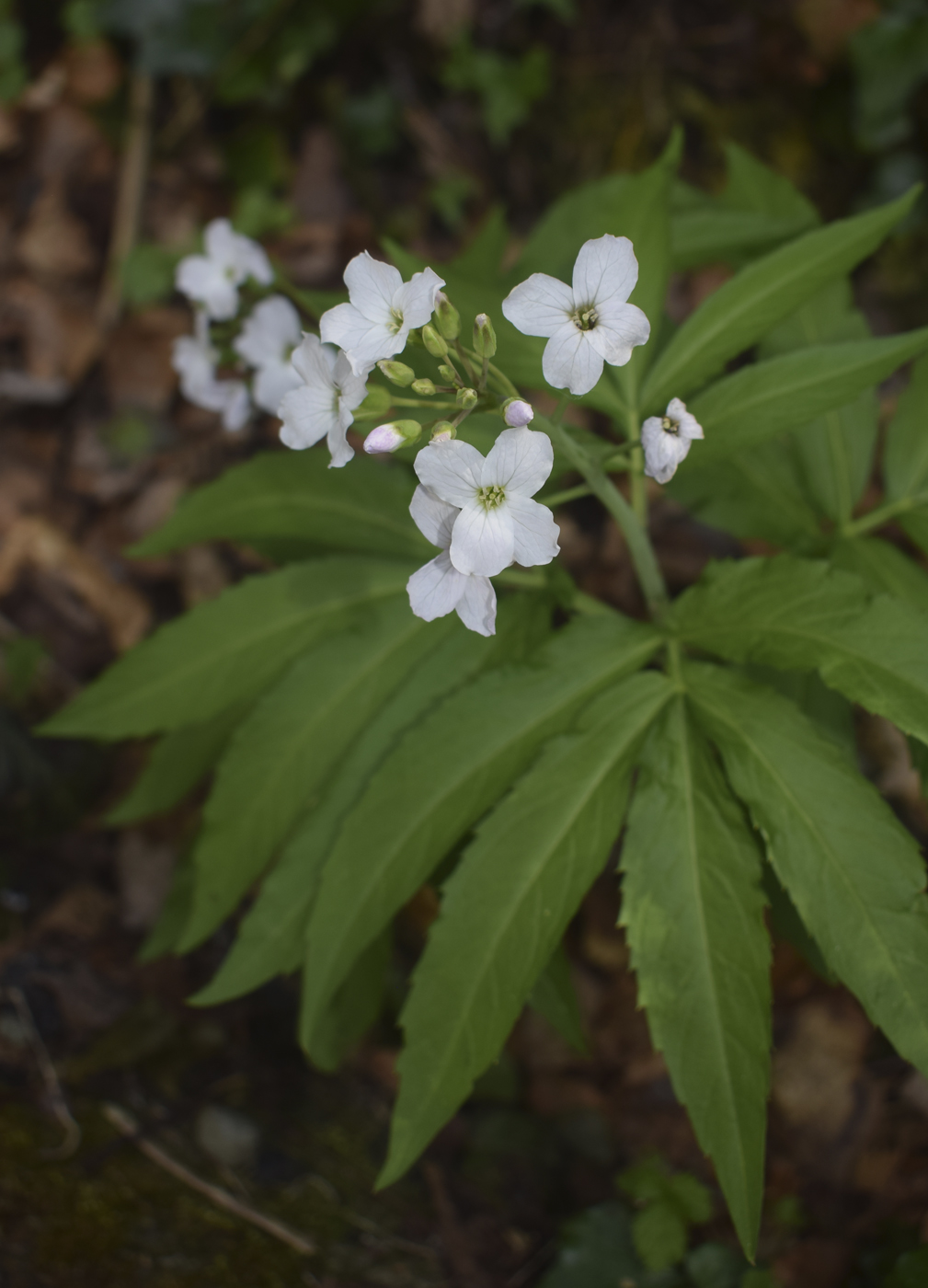 Изображение особи Cardamine pentaphyllos.