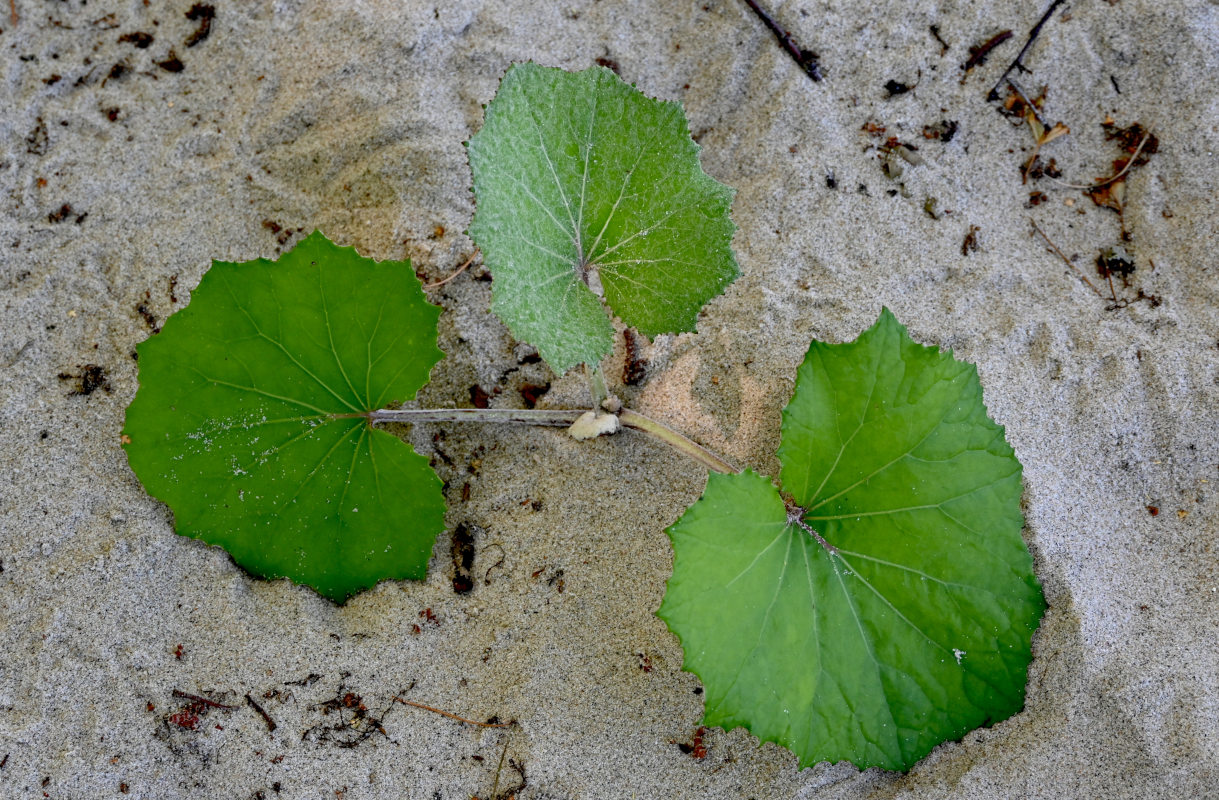 Image of Tussilago farfara specimen.
