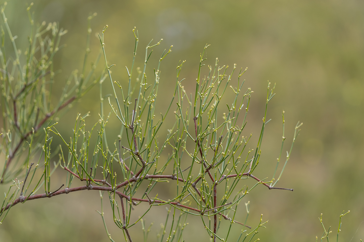 Image of Calligonum aphyllum specimen.