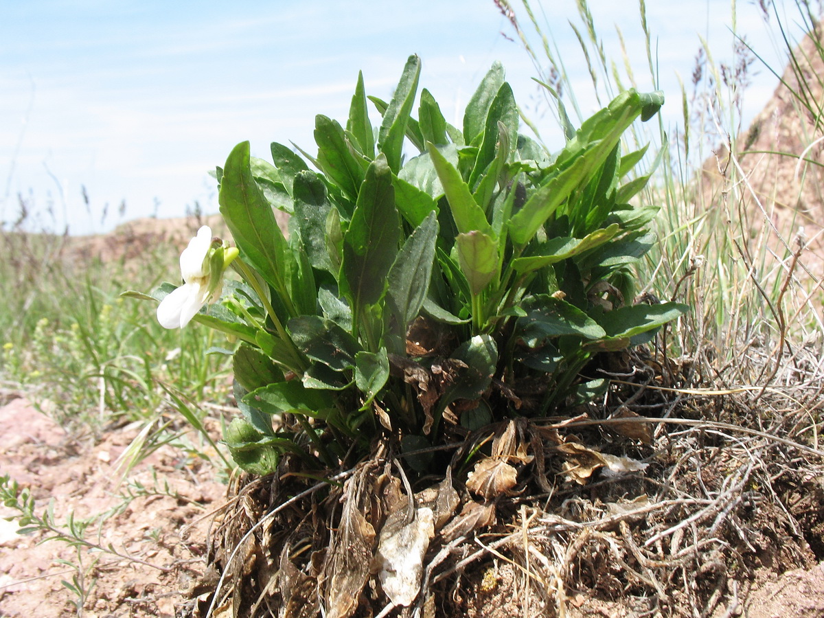 Image of Viola pumila specimen.