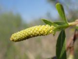 Salix triandra. Соцветие. Хабаровский край, г. Комсомольск-на-Амуре, край болота. 22.05.2026.