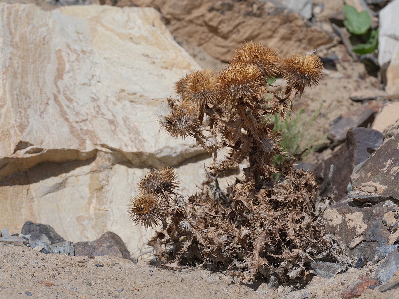 Image of Olgaea nivea specimen.