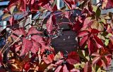 Parthenocissus quinquefolia. Часть ветви с соплодиями. Московская обл., г. Железнодорожный, в культуре. 22.09.2025.