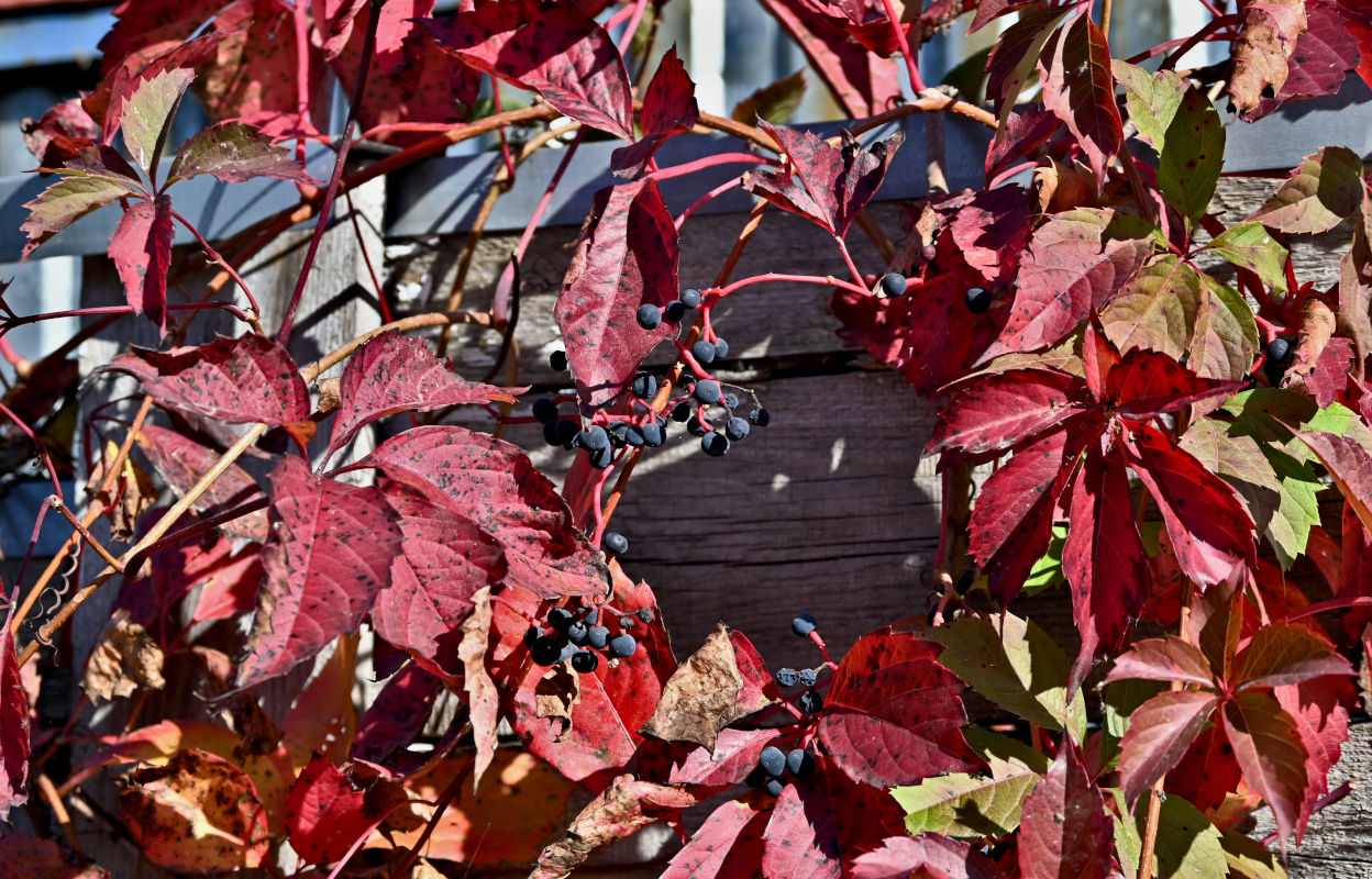 Изображение особи Parthenocissus quinquefolia.