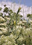 genus Scorzonera. Верхушка расцветающего растения в сообществе цветущих Cardaria draba. Горный Крым, окр. с. Генеральское, обочина трассы, на куче грунта. 16.05.2026.
