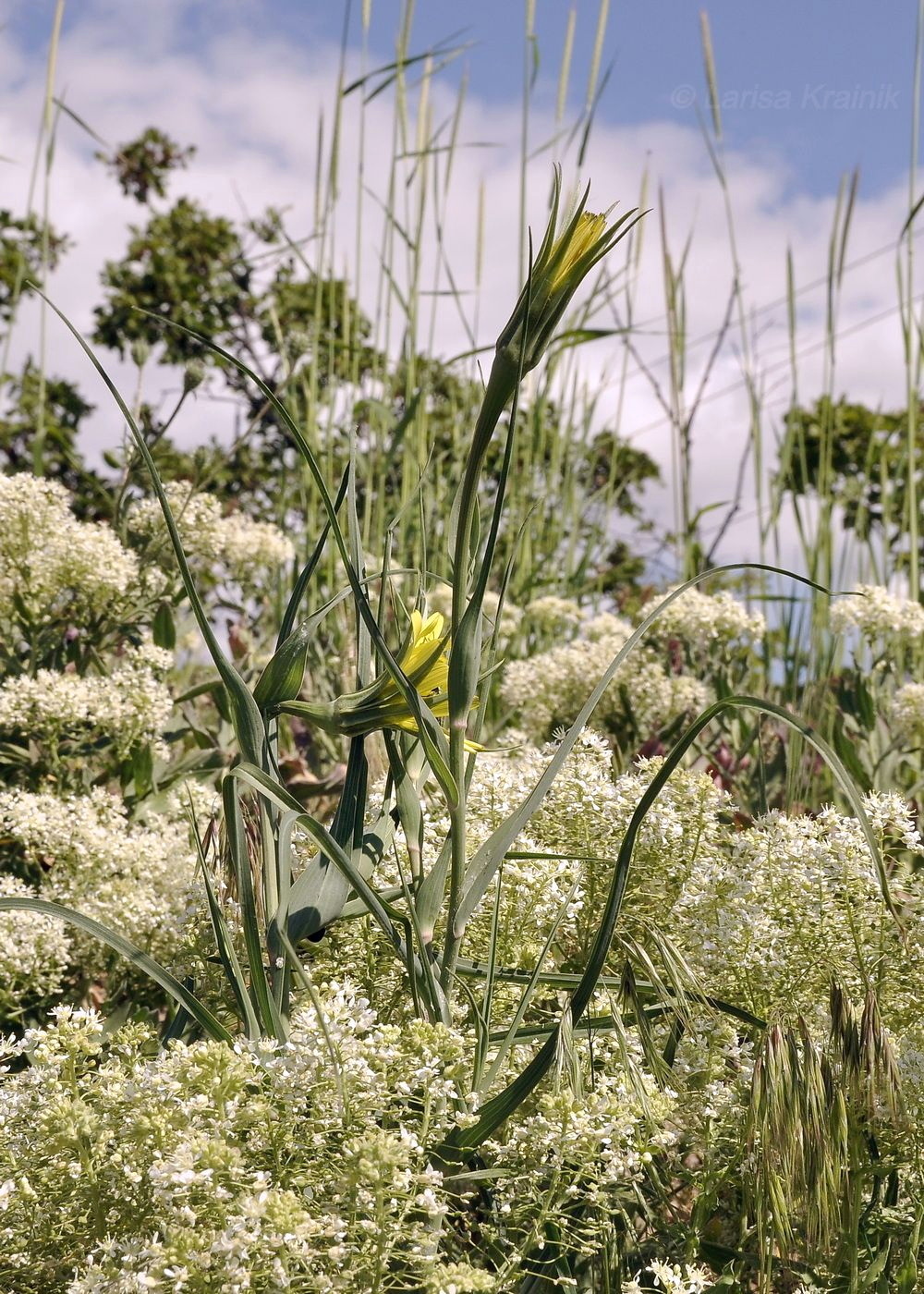 Image of genus Tragopogon specimen.