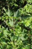 род Ribes. Побег на верхушке растения. Беларусь, Витебская обл., пос. Езерище, сад. 11.07.2026.
