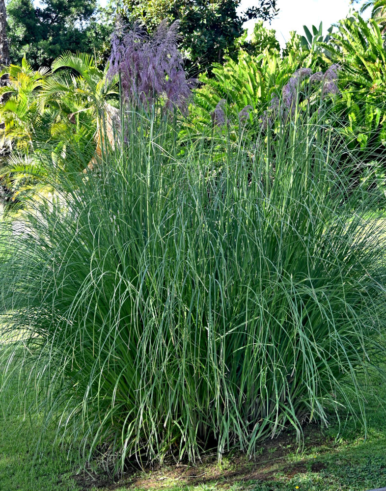 Image of Cortaderia selloana specimen.
