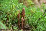 род Orobanche. Растение с развивающимися соцветиями. Турция, ил Артвин, монастырь Парехи, небольшой луг. 12 июня 2026 г.