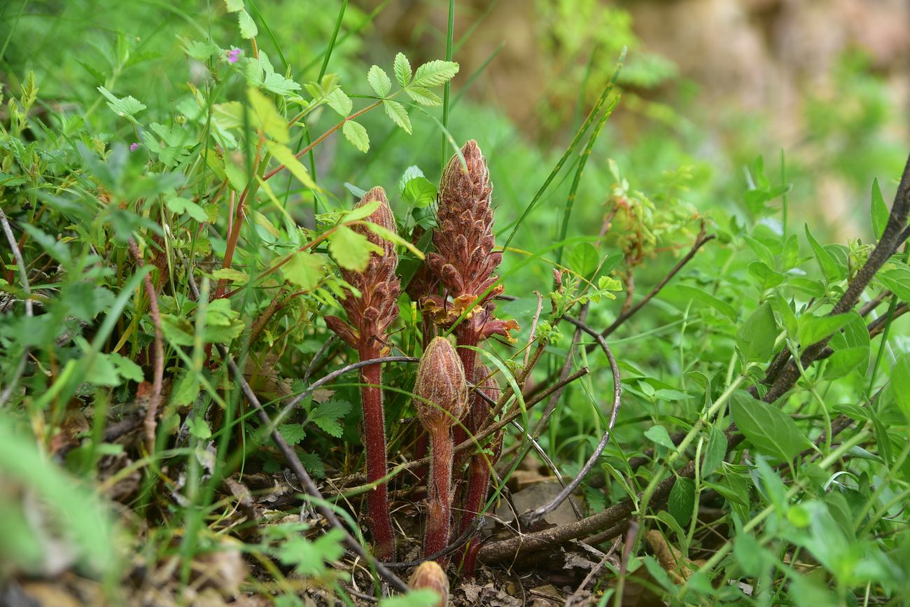 Изображение особи род Orobanche.