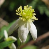 Anemone osinovskiensis