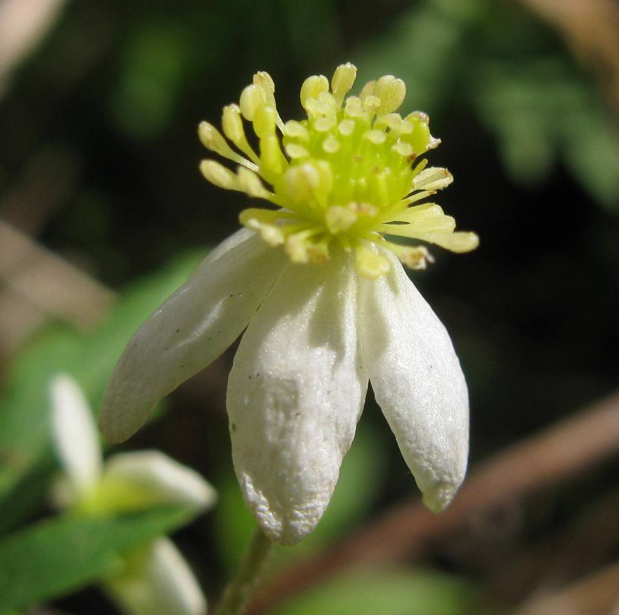 Изображение особи Anemone osinovskiensis.